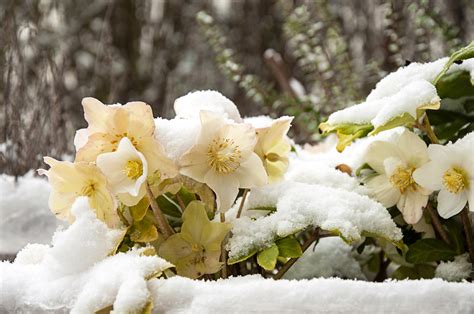Rose de Noël en fleurs sous la neige