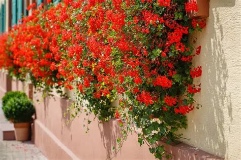 Géranium lierre en cascade sur un balcon fleuri