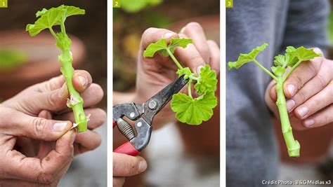 Étapes du bouturage de géranium