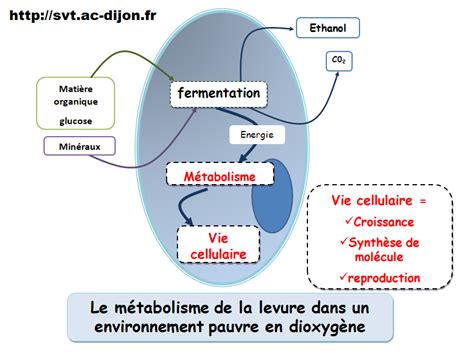 Schéma simplifié du métabolisme du THC et son élimination