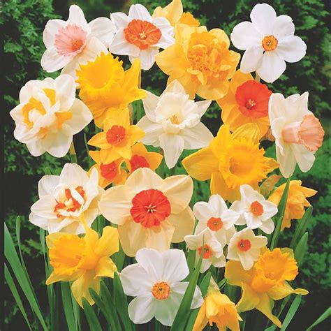 Assortiment de bulbes de tulipes et narcisses en sachet