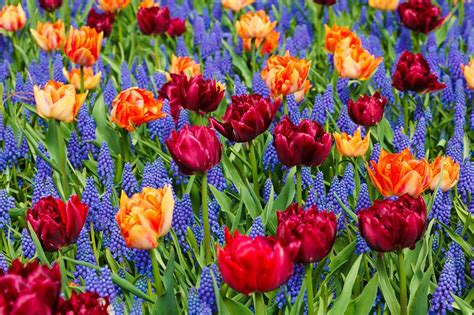 Variétés de bulbes de printemps pour des associations florales