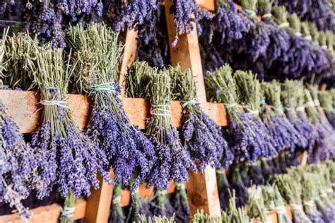 Bouquets de lavande séchant tête en bas dans un grenier