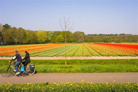 Champs de tulipes en fleurs dans la région des dunes en Hollande