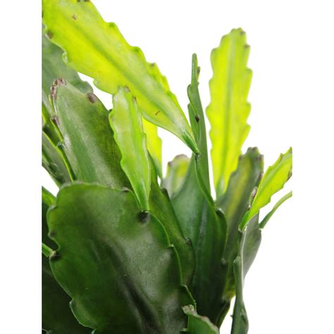 gros plan sur les détails texturés d'un cactus Epiphyllum artificiel