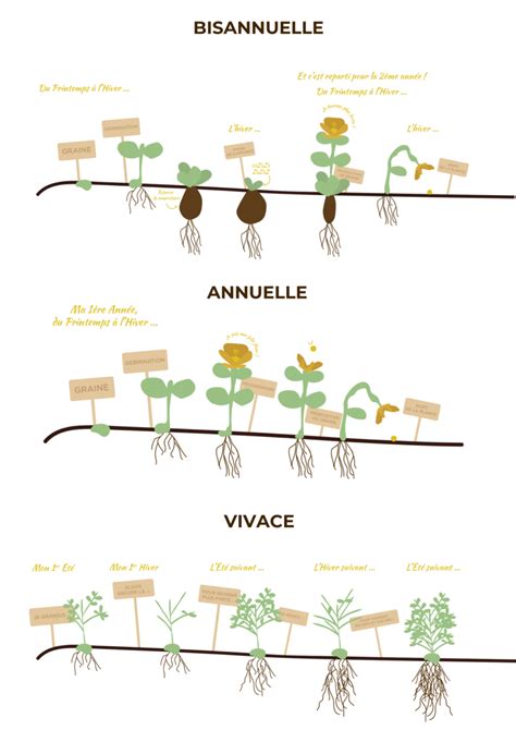 Schéma illustrant la division d'une souche de plante vivace