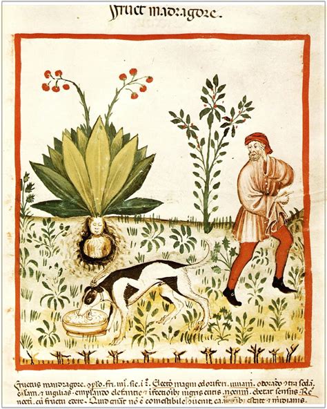 Une illustration ancienne représentant une herboriste dans un jardin médiéval, entourée de plantes diverses.