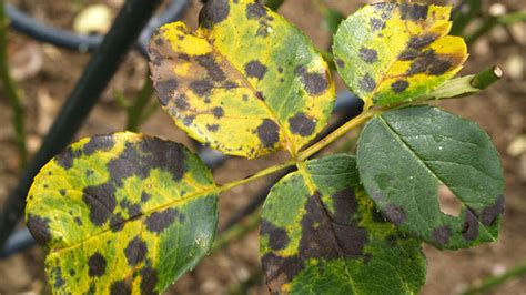 Rosier atteint de la maladie des taches noires