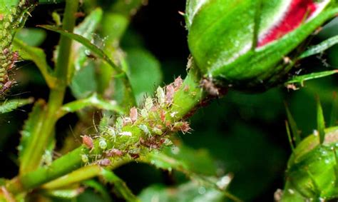 Pucerons sur un bouton de rosier