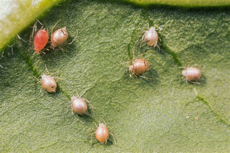 Photographie macro de pucerons zombifiés par des guêpes parasitoïdes, témoin de la biodiversité