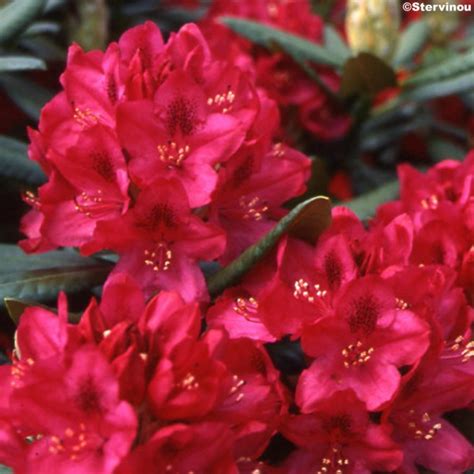 Rhododendron Nova Zembla en pleine floraison rouge carmin