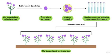 Schéma illustrant le processus de clonage : de la plante mère à la bouture enracinée