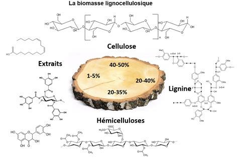 Infographie comparant la composition de la cellulose et de la lignine dans le bois