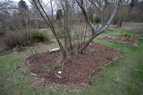 Photo d'un paillage de broyat de résineux autour de plantes