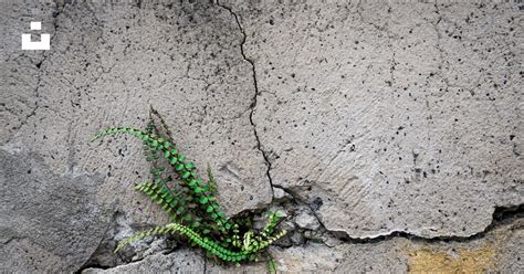 Une plante sauvage poussant à travers une fissure dans le béton d'un trottoir urbain