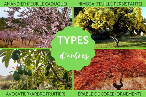 Verger méditerranéen ensoleillé avec différents types d'arbres fruitiers