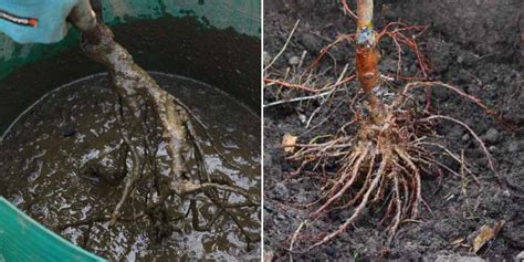 Différents types de plants en racines nues prêts pour la plantation