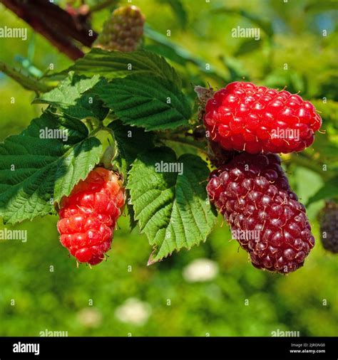 gros plan sur des fruits de Tayberry