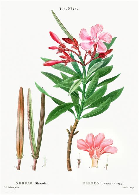 Illustration botanique du Nerium oleander montrant ses feuilles persistantes et ses fleurs en forme d'entonnoir