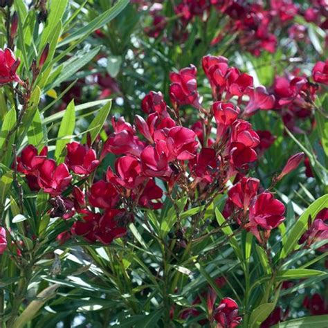 Schéma des conseils de culture pour le Nerium oleander : exposition, arrosage et protection hivernale