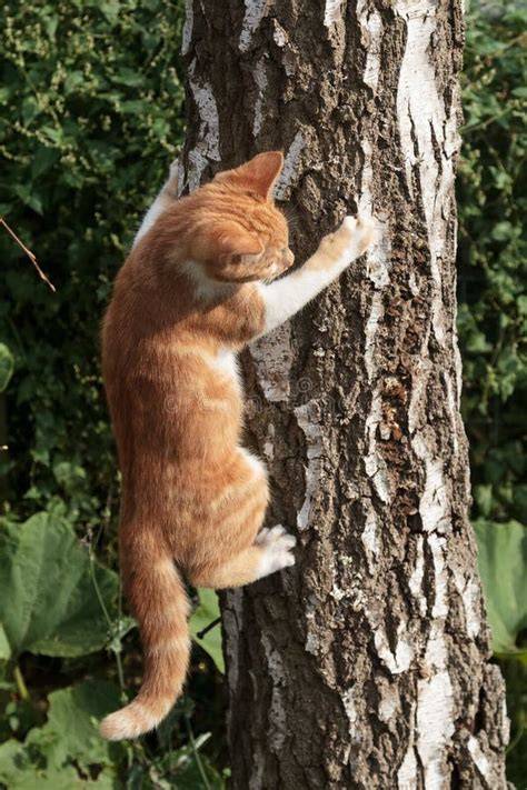 Chat grimpant à un arbre