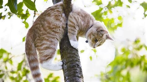 Chat paniqué dans un arbre