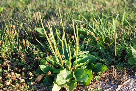 identification mauvaises herbes rampantes