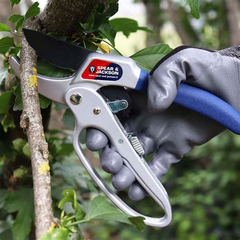 Sécateur à crémaillère en situation de taille sur un arbuste