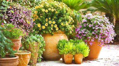 Plantes en pot et en jardinière