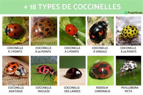 une image d'une pelouse verdoyante avec différents insectes stylisés en clipart, comme des coccinelles, des papillons et des fourmis