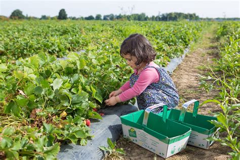 Transition de la cueillette à l'agriculture