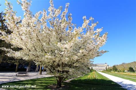Infographie sur les différents types de floraison des Prunus