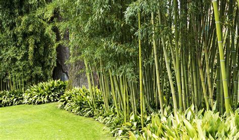 Bambous traçants envahissant un jardin