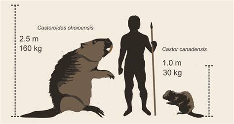 Castor géant récoltant du bois dans une forêt dense