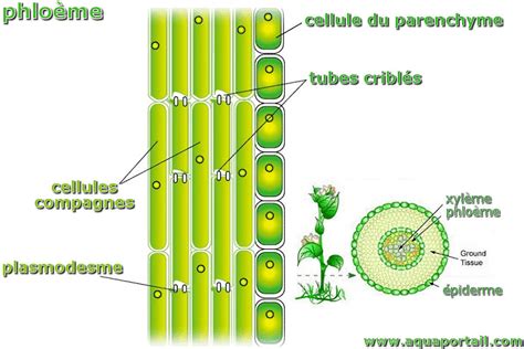 Dessin schématique de la structure d'un arbre montrant le xylème et le phloème