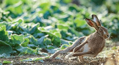 Lièvre dans un jardin potager