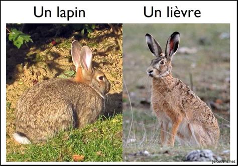 Schéma des différences entre lapin et lièvre