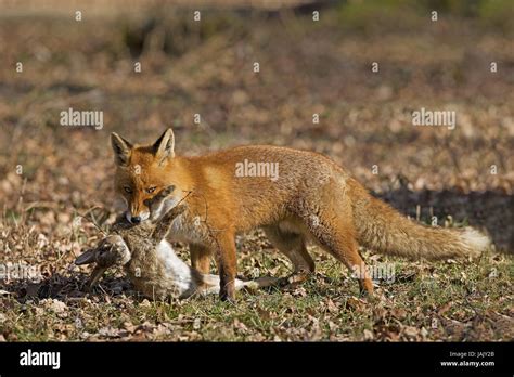 Renard chassant un lièvre