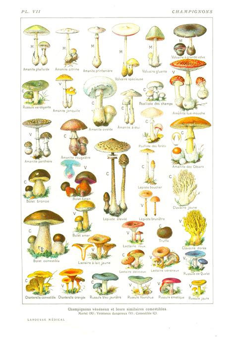 tableau comparatif de champignons comestibles et toxiques