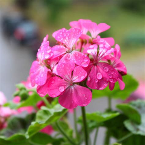 Illustration d'une plante de géranium rosat en fleur