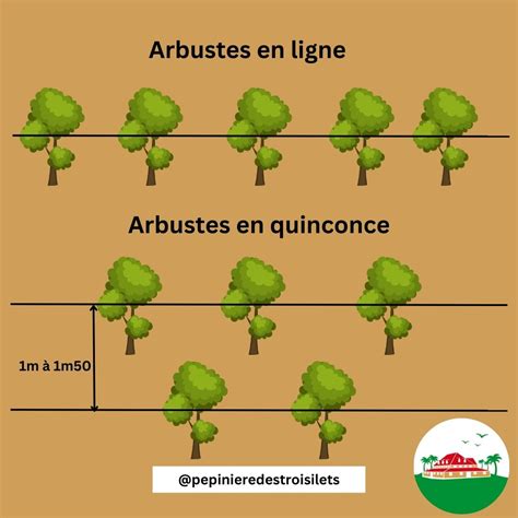 Schéma d'aménagement en terrasses (restanques) avec plantation de figuiers sur talus stabilisé