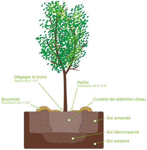 Schéma de plantation d'un figuier avec cuvette d'arrosage et plantes compagnes