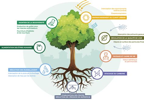 Schéma illustrant le rôle des Passeurs d'arbres dans la médiation entre la collectivité et les riverains
