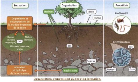Schéma explicatif sur la décomposition du paillis et son interaction avec le sol