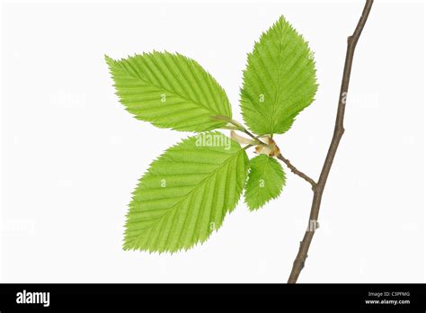 Illustration détaillée de l'écorce et des feuilles de Carpinus betulus