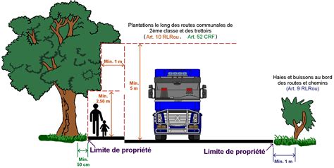 Schéma illustrant le rapport proportionnel entre la taille de l'arbre et la longueur du pot