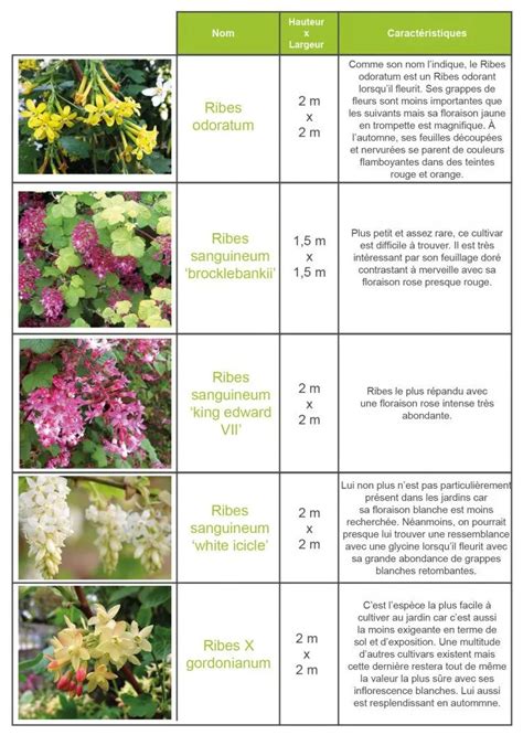 Plan de jardinage pour groseilliers avec espacement et conditions favorables
