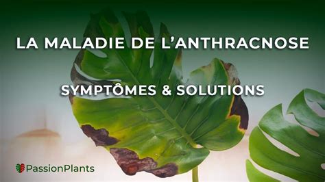 Schéma illustrant les symptômes de l'anthracnose et de la rouille sur feuilles