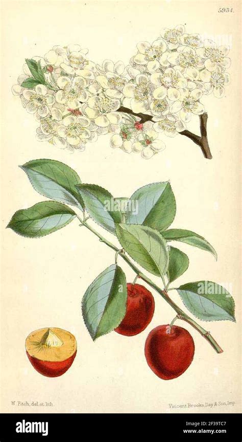 Illustration botanique du Prunus cerasifera montrant ses feuilles, fleurs et petits fruits