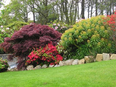 Massif d'inspiration japonaise avec érable et azalées